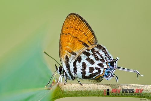 Drupadia rufotaeniaп