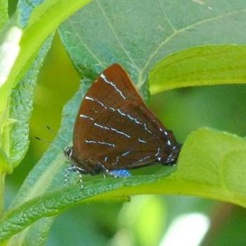 Micandra platyptera