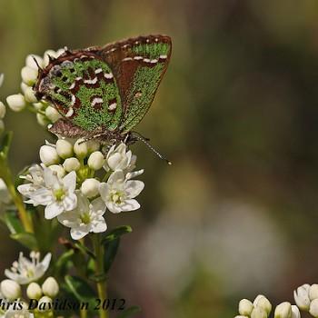 Callophrys hesseli