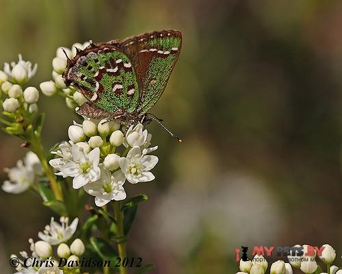 Callophrys hesseli
