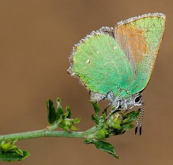 Callophrys dumetorum