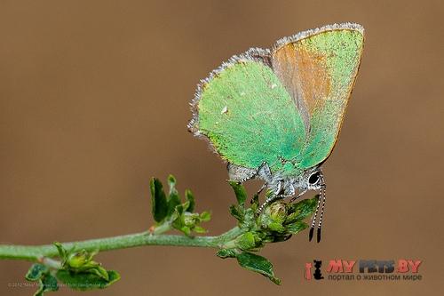 Callophrys dumetorum