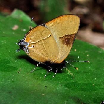 Calycopis calus