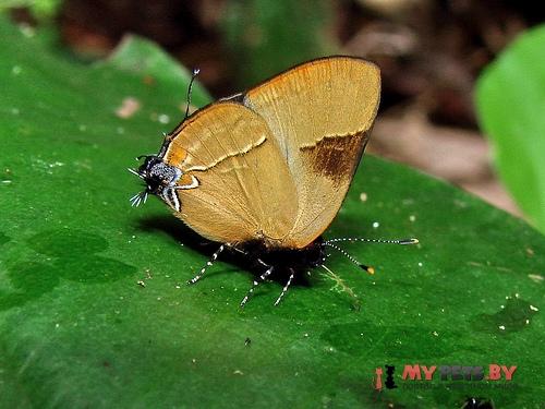 Calycopis calus
