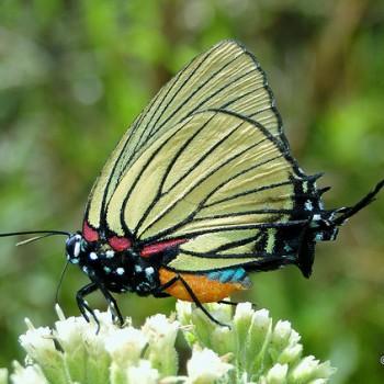 Atlides polybe