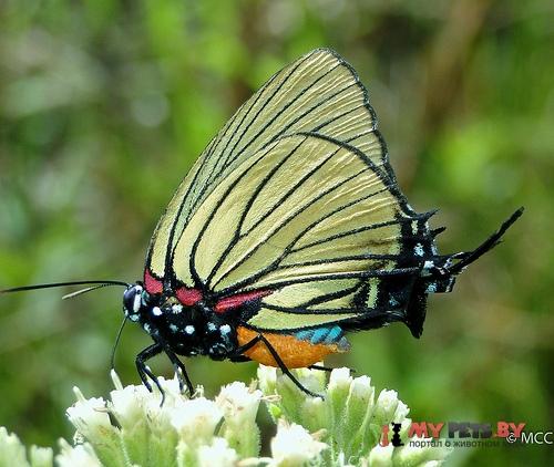 Atlides polybe