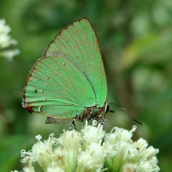 Cyanophrys herodotus
