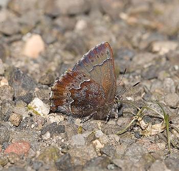 Incisalia mossii