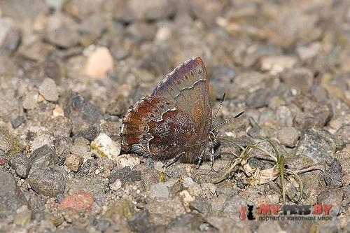 Incisalia mossii