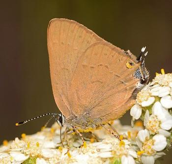 Satyrium auretorum