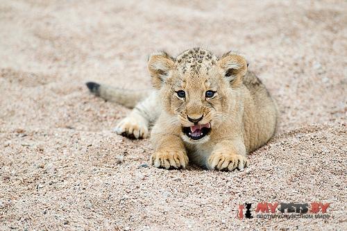 Panthera leo