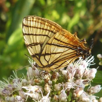 Arawacus meliboeus