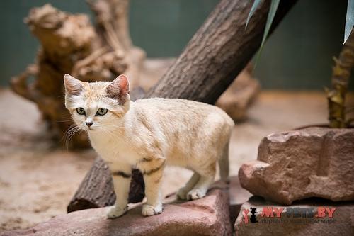 Барханная кошка