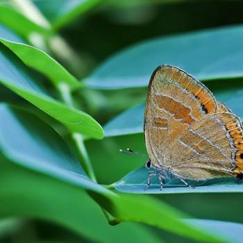 Satyrium eximius