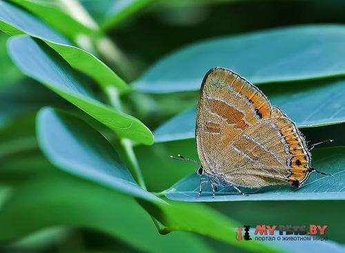 Satyrium eximius