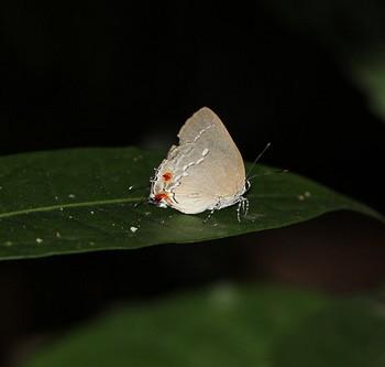Strephonota tyriam