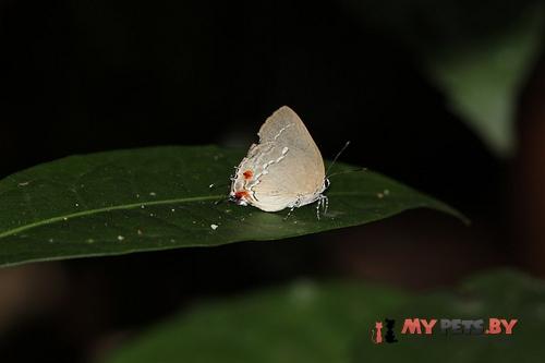 Strephonota tyriam