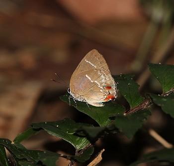 Strephonota porphyritis