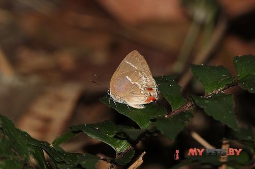 Strephonota porphyritis