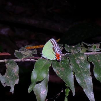 Paiwarria telemus