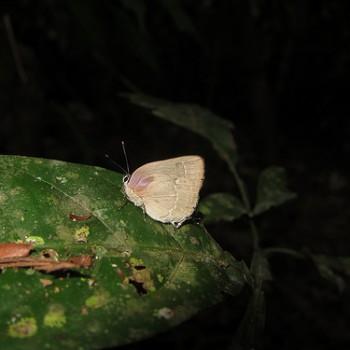 Siderus athymbra