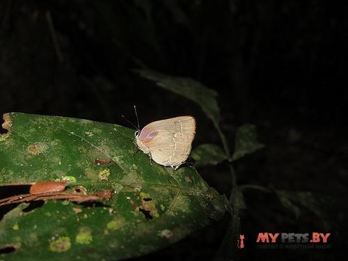 Siderus athymbra