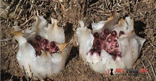 Rhizanthella gardneri