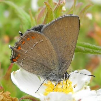 Satyrium esculi