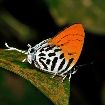 Drupadia ravindra