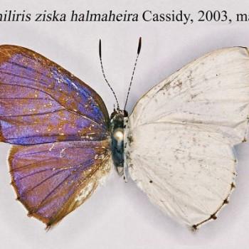 Philiris ziska