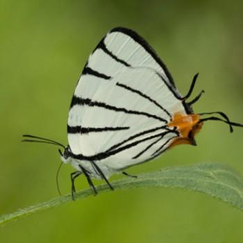 Arawacus leucogyna