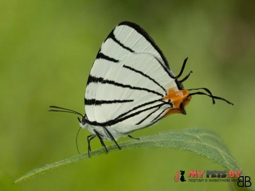 Arawacus leucogyna