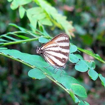 Arawacus lincoides