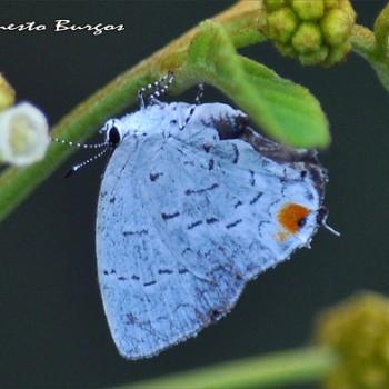Nesiostrymon celida