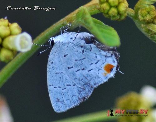 Nesiostrymon celida