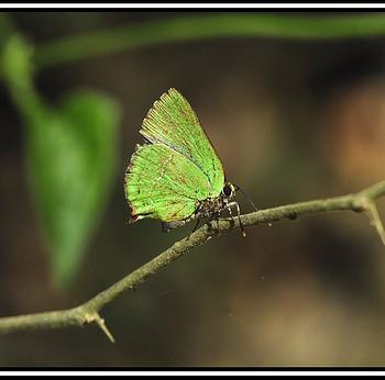 Cyanophrys acaste
