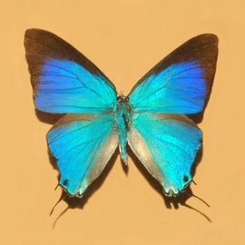 Pseudolycaena marsyas
