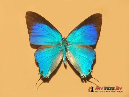 Pseudolycaena marsyas
