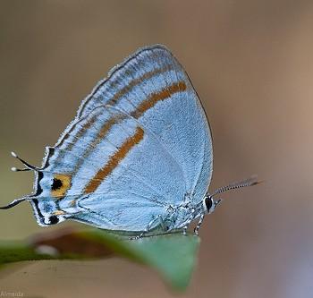 Paiwarria venulius