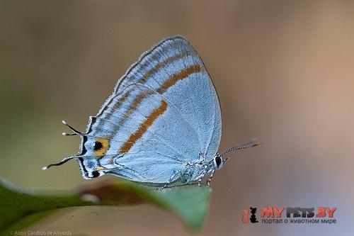 Paiwarria venulius