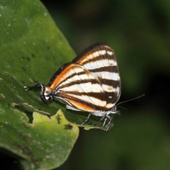 Arawacus separata