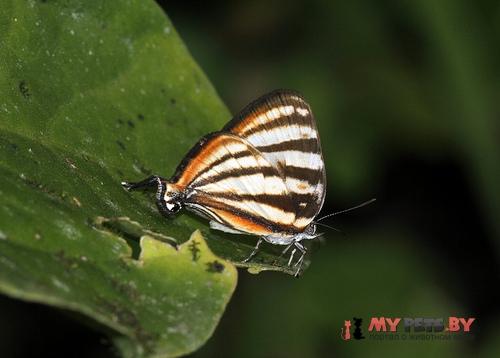Arawacus separata