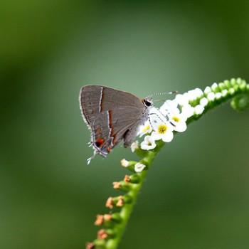 Calycopis vidulus