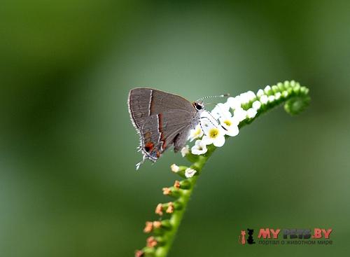 Calycopis vidulus