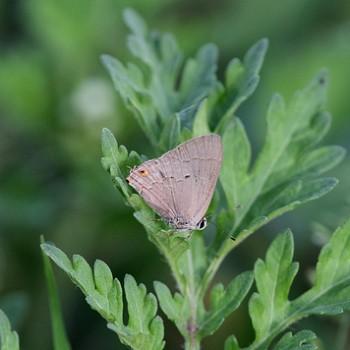Strephonota carteia
