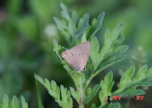 Strephonota carteia