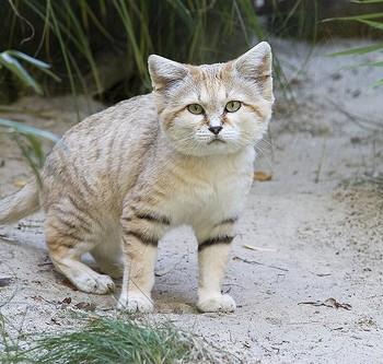 барханная кошка