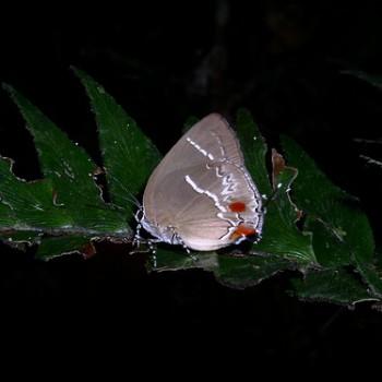 Strephonota strephon