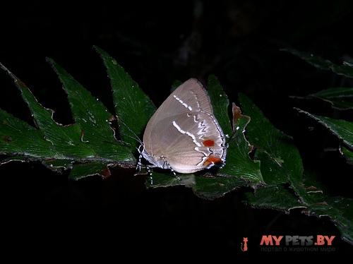Strephonota strephon