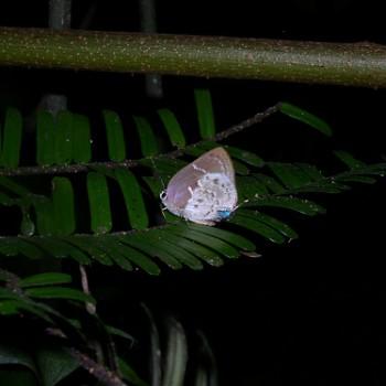 Olynthus avoca